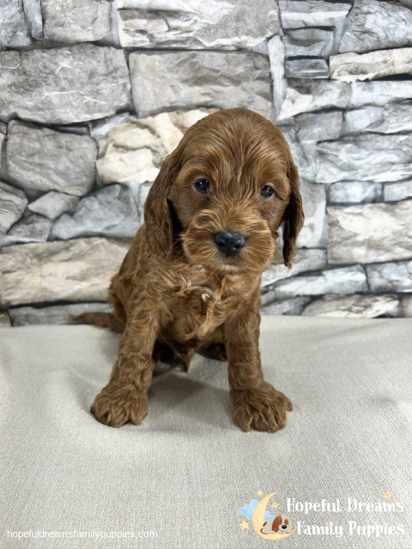 Mr. Kole the F1B Cockapoo - Image 5