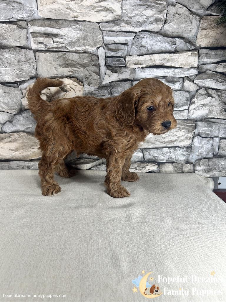 Mr. Kobie The F1B Cockapoo | Hopeful Dreams Family Puppies