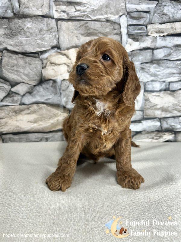 Mr. Kole the F1B Cockapoo