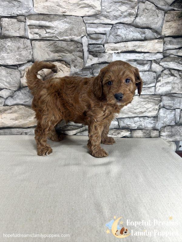 Mr. Kobie the F1B Cockapoo - Image 4