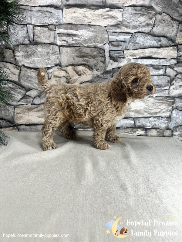 Mr. Kenton the F1B Cockapoo - Image 3