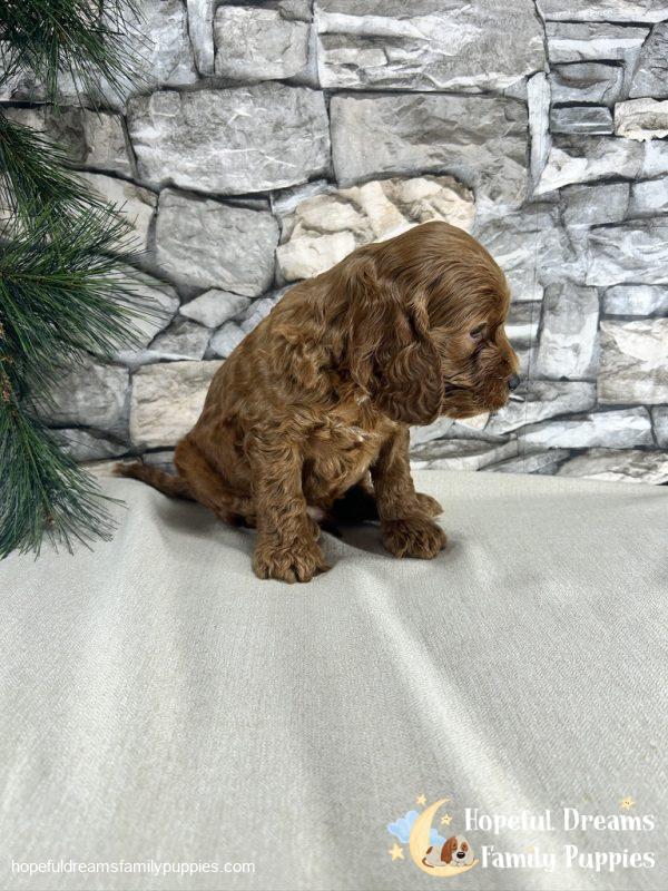 Mr. Kole the F1B Cockapoo - Image 3