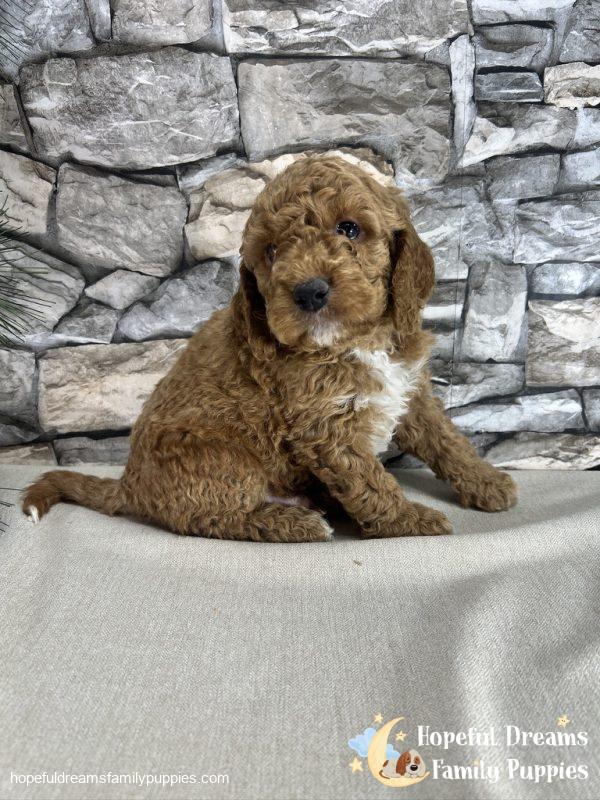 Mr. Kurby the F1B Cockapoo