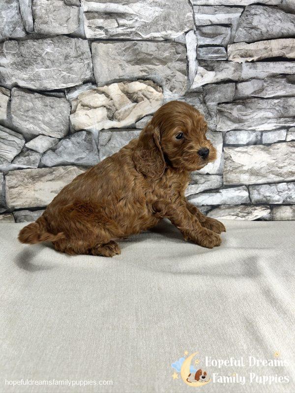 Mr. Kole the F1B Cockapoo - Image 4