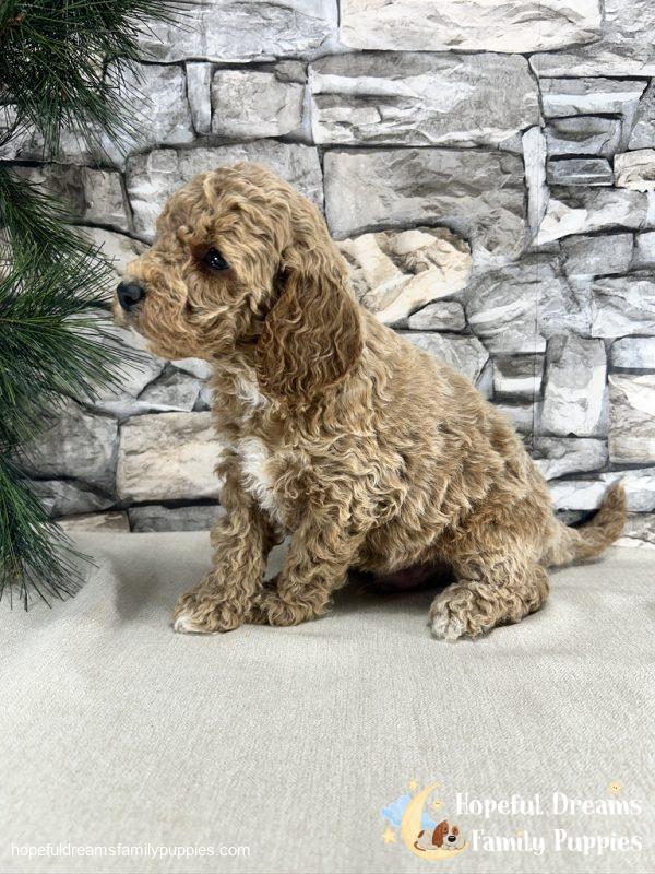 Mr. Kenton the F1B Cockapoo - Image 5