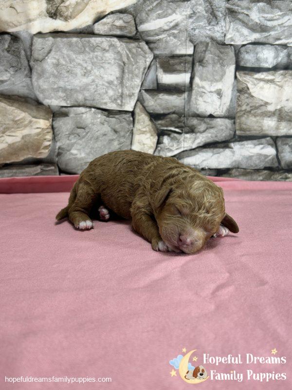 Ms. Kenya the F1B Cockapoo