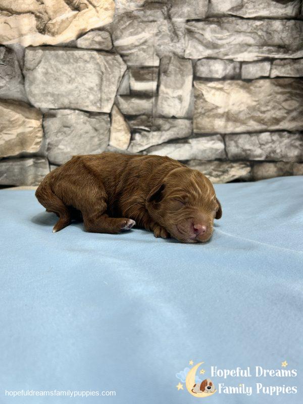 Mr. Kobie the F1B Cockapoo - Image 3
