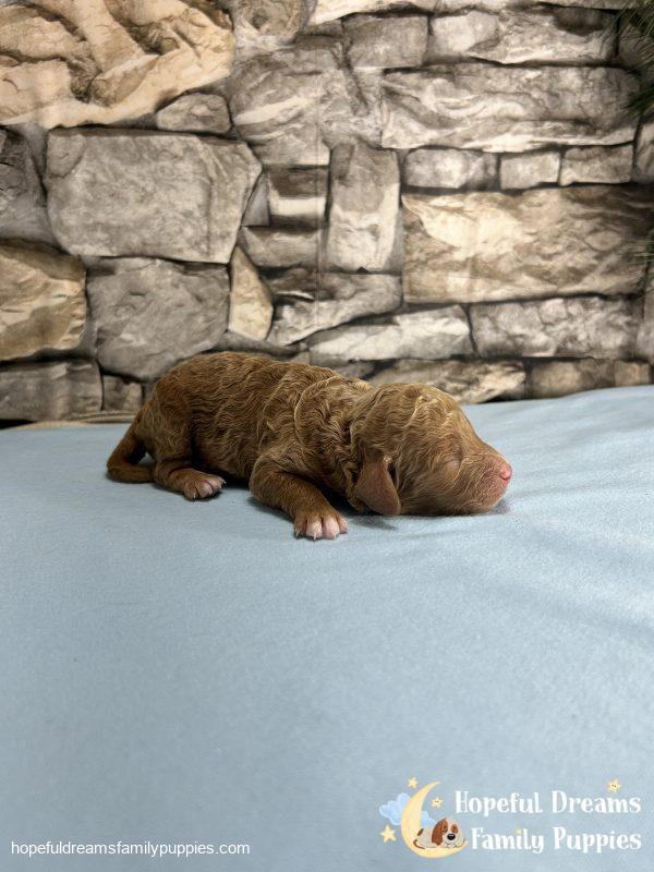 Mr. Kurby the F1B Cockapoo - Image 4