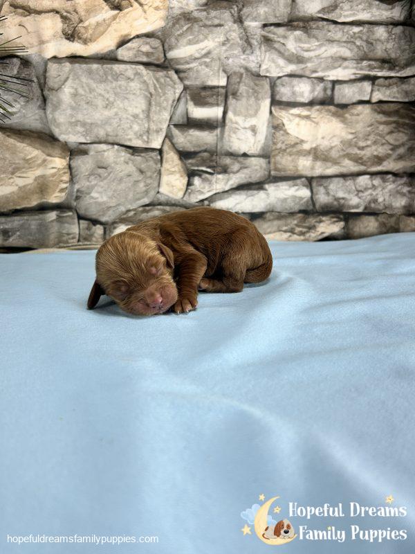 Mr. Kole the F1B Cockapoo