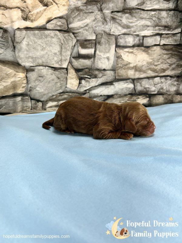 Mr. Kole the F1B Cockapoo - Image 4