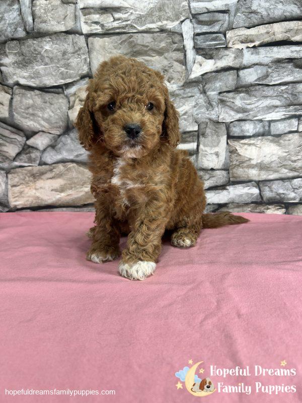 Ms. Kenya the F1B Cockapoo - Image 3