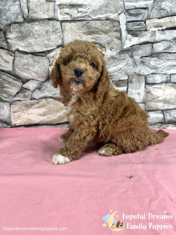 Ms. Kenya the F1B Cockapoo - Image 5