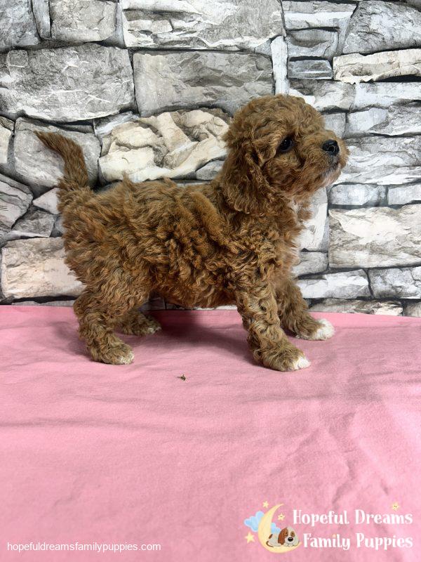 Ms. Kenya the F1B Cockapoo