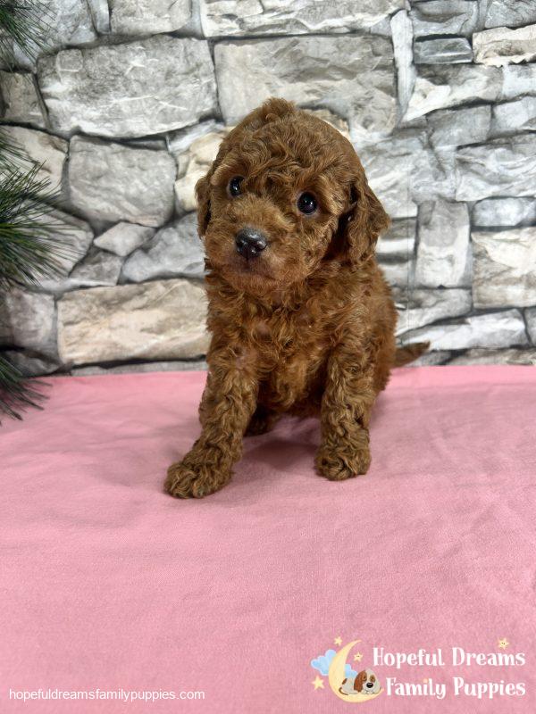 Ms. Kaya the F1B Cockapoo