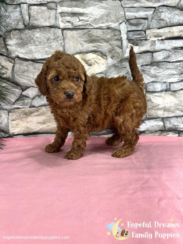 Ms. Kaya the F1B Cockapoo - Image 3