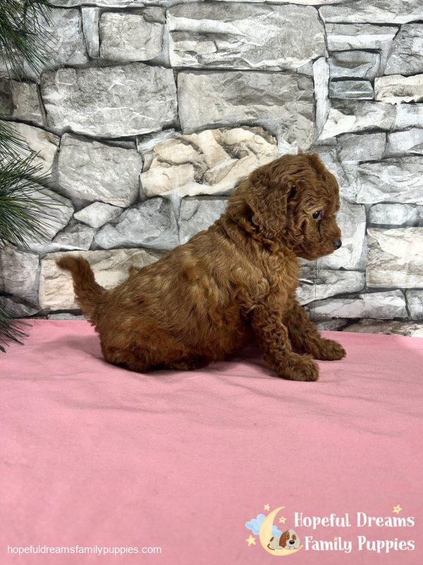 Ms. Kaya the F1B Cockapoo - Image 5