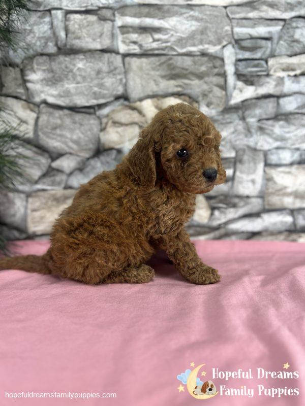 Ms. Kaya the F1B Cockapoo - Image 6