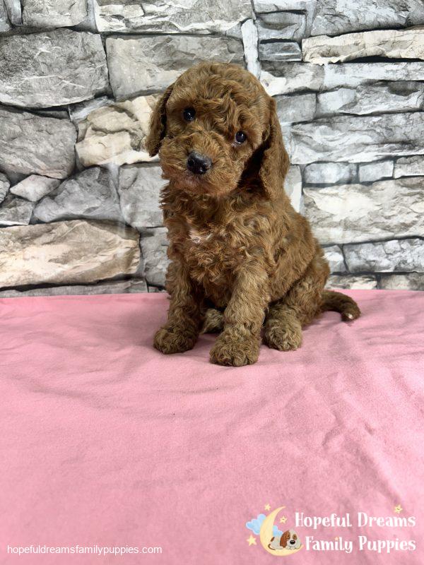 Ms. Kelly the F1B Cockapoo - Image 2