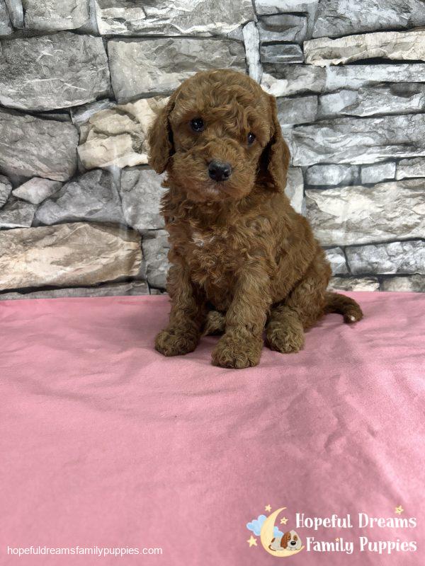 Ms. Kelly the F1B Cockapoo - Image 5