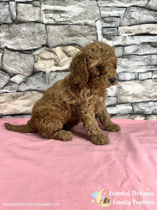 Ms. Kelly the F1B Cockapoo - Image 4