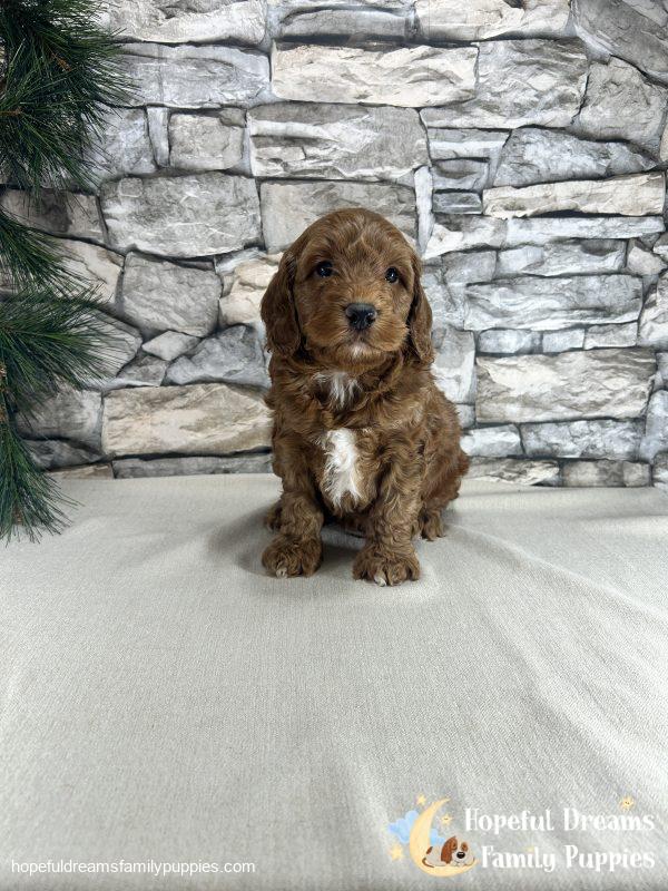 Mr. Kade the F1B Cockapoo - Image 4