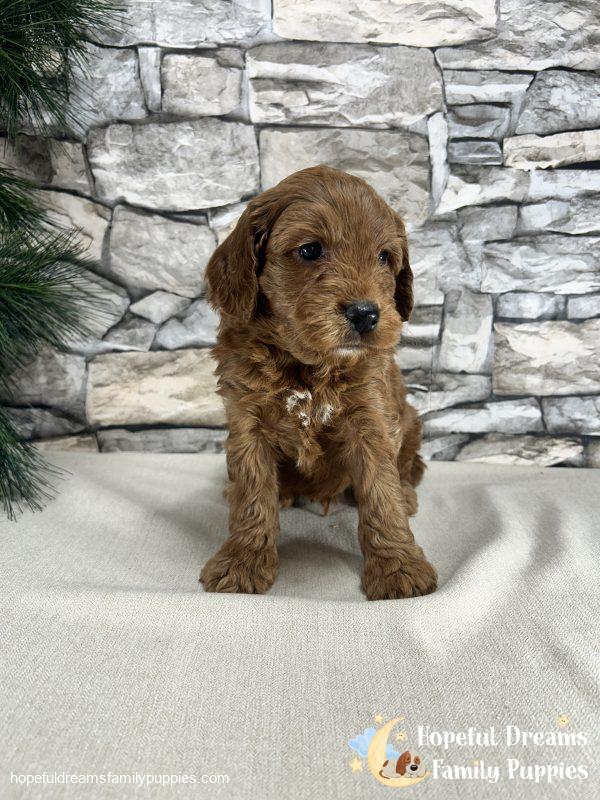 Mr. Kade the F1B Cockapoo - Image 2