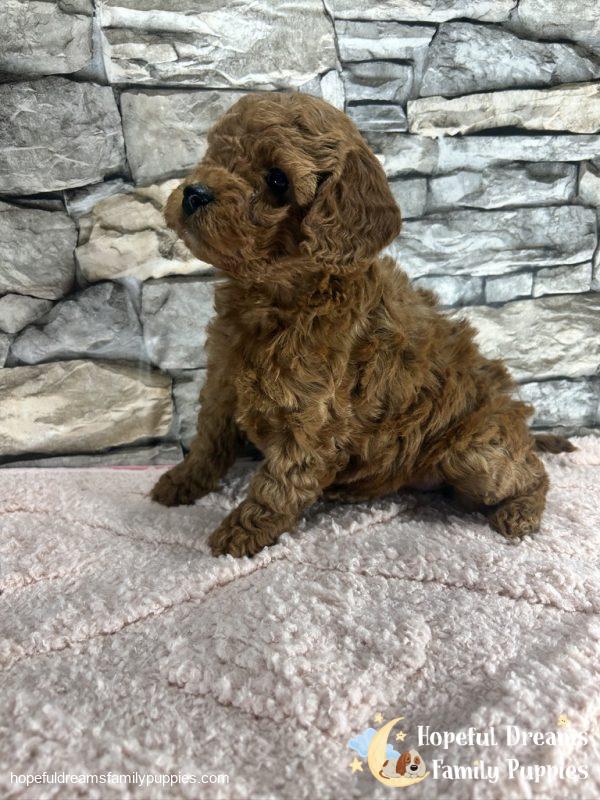 Ms. Violet the F1B Cavapoo - Image 5