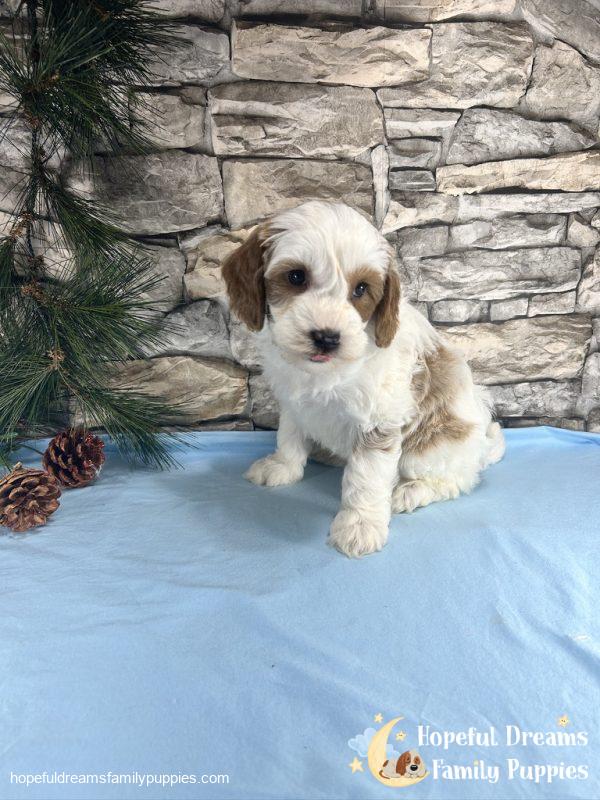 Mr. Victor the F1B Cavapoo - Image 6