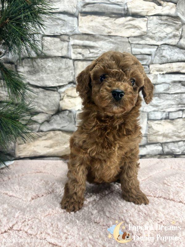 Ms. Violet the F1B Cavapoo - Image 4