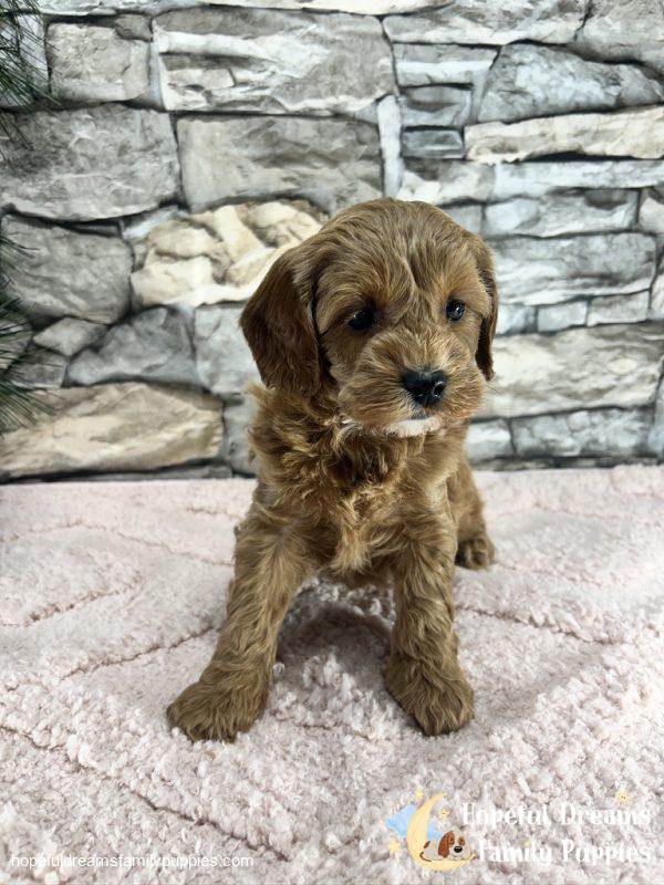 Ms. Vanilla the F1B Cavapoo (In Professional Puppy Training) - Image 5