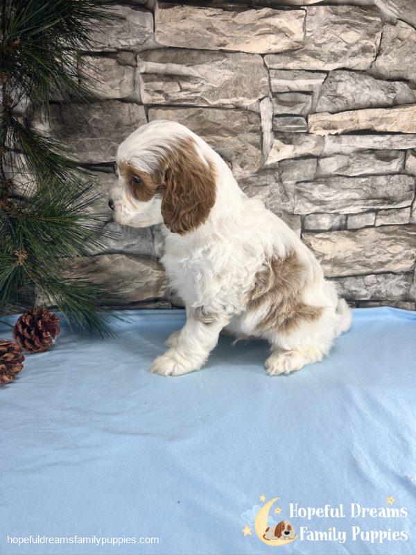 Mr. Victor the F1B Cavapoo - Image 3