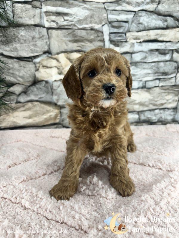 Ms. Vanilla the F1B Cavapoo (In Professional Puppy Training) - Image 2
