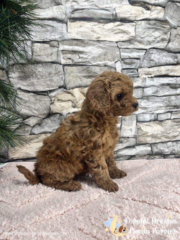 Ms. Violet the F1B Cavapoo