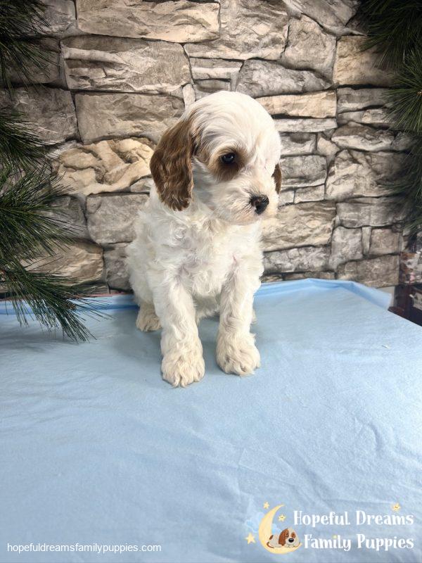 Mr. Vermont the F1B Cavapoo - Image 2