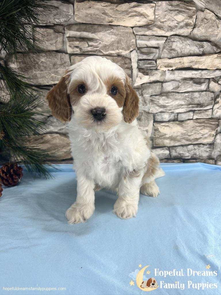 Mr. Victor The F1B Cavapoo | Hopeful Dreams Family Puppies