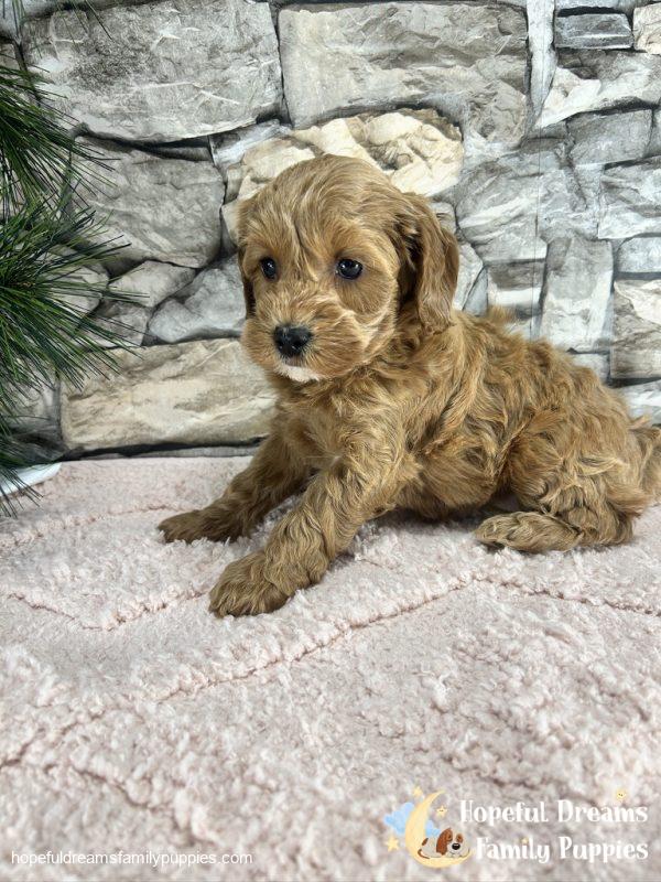Ms. Vanilla the F1B Cavapoo (In Professional Puppy Training) - Image 7