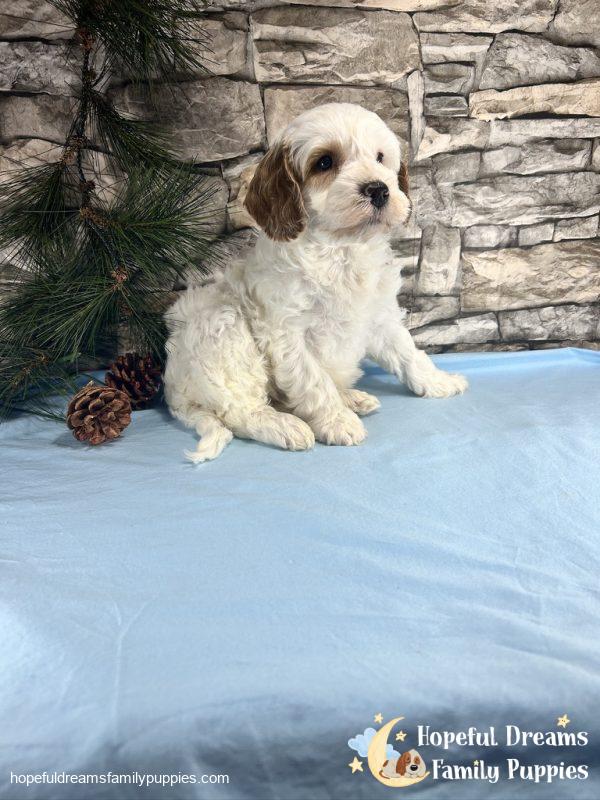 Mr. Vermont the F1B Cavapoo - Image 5