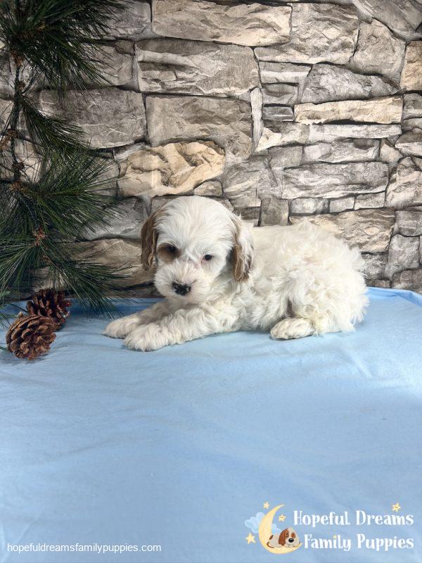 Mr. Vermont the F1B Cavapoo - Image 3