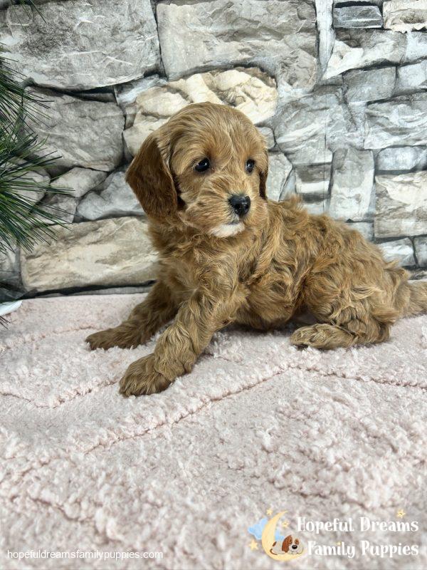 Ms. Vanilla the F1B Cavapoo (In Professional Puppy Training) - Image 9