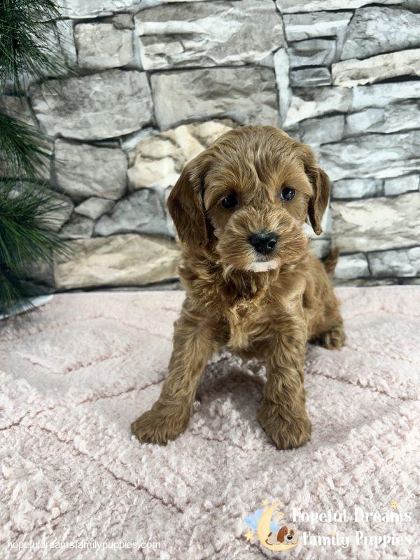 Ms. Vanilla the F1B Cavapoo (In Professional Puppy Training) - Image 6