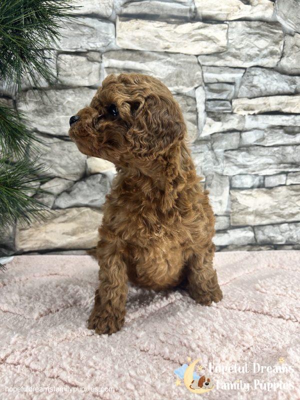 Ms. Violet the F1B Cavapoo - Image 3