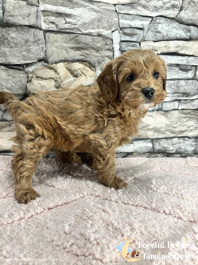 Ms. Vanilla The F1B Cavapoo (In Professional Puppy Training) | Hopeful ...