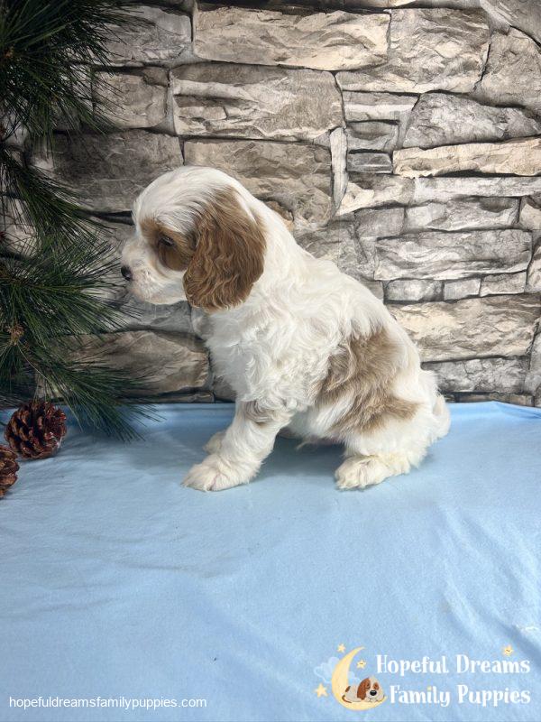 Mr. Victor the F1B Cavapoo - Image 4