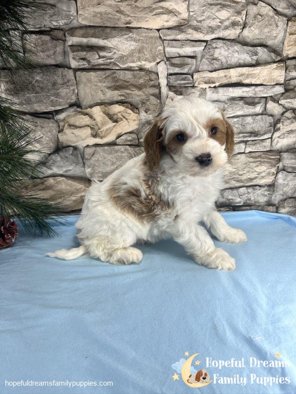 Mr. Victor the F1B Cavapoo