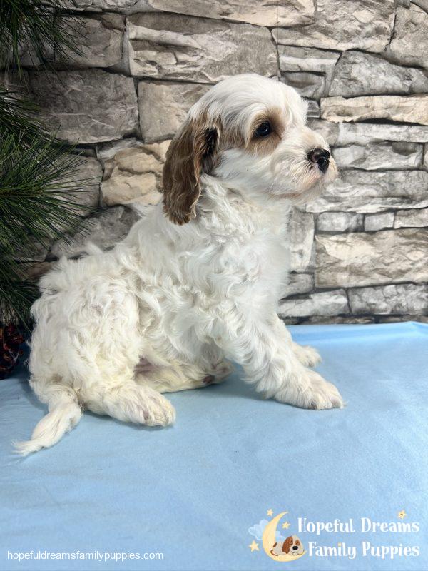 Mr. Vermont the F1B Cavapoo - Image 4