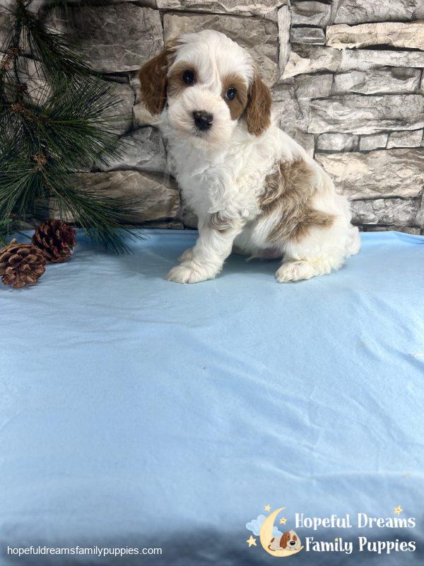 Mr. Victor the F1B Cavapoo - Image 5