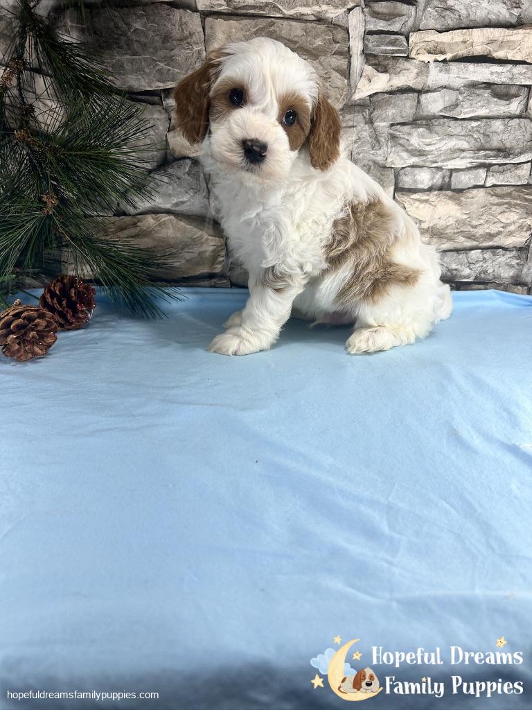 Mr. Victor The F1B Cavapoo | Hopeful Dreams Family Puppies