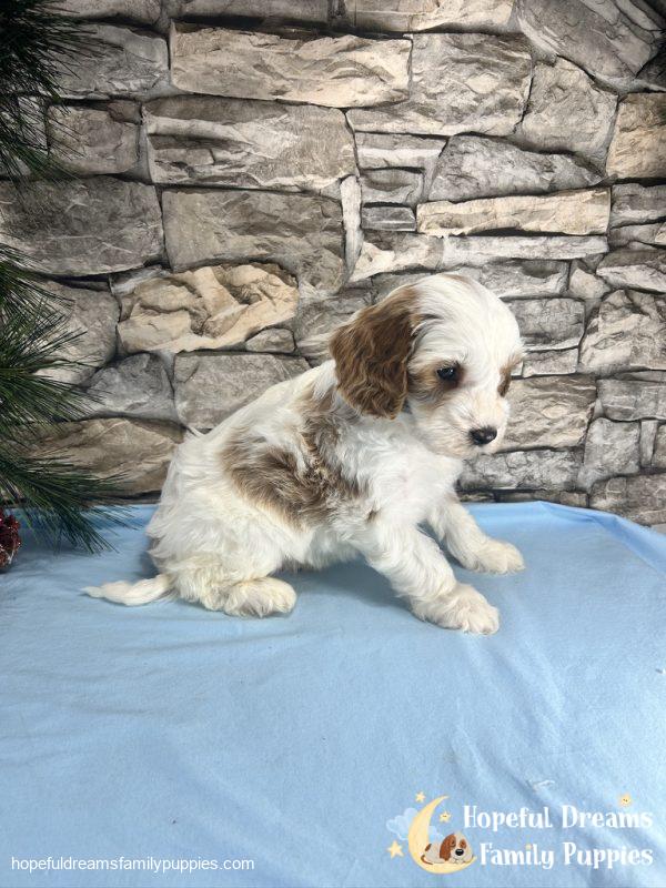 Mr. Victor the F1B Cavapoo - Image 8