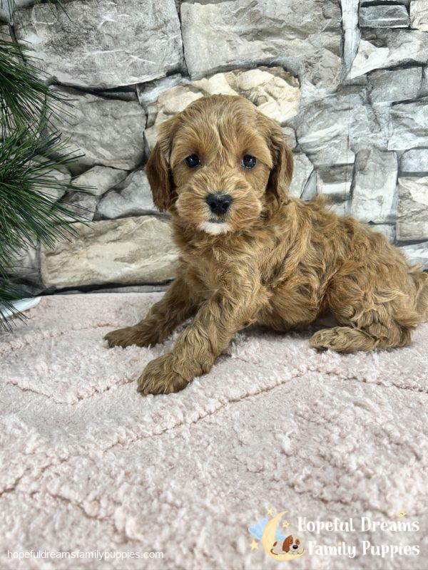 Ms. Vanilla the F1B Cavapoo (In Professional Puppy Training) - Image 8