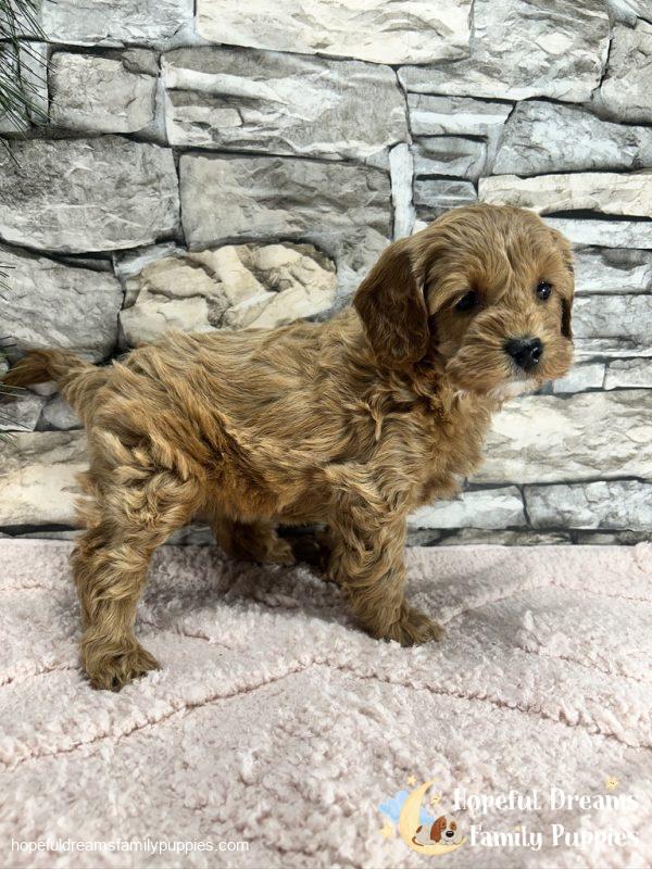 Ms. Vanilla the F1B Cavapoo (In Professional Puppy Training) - Image 12